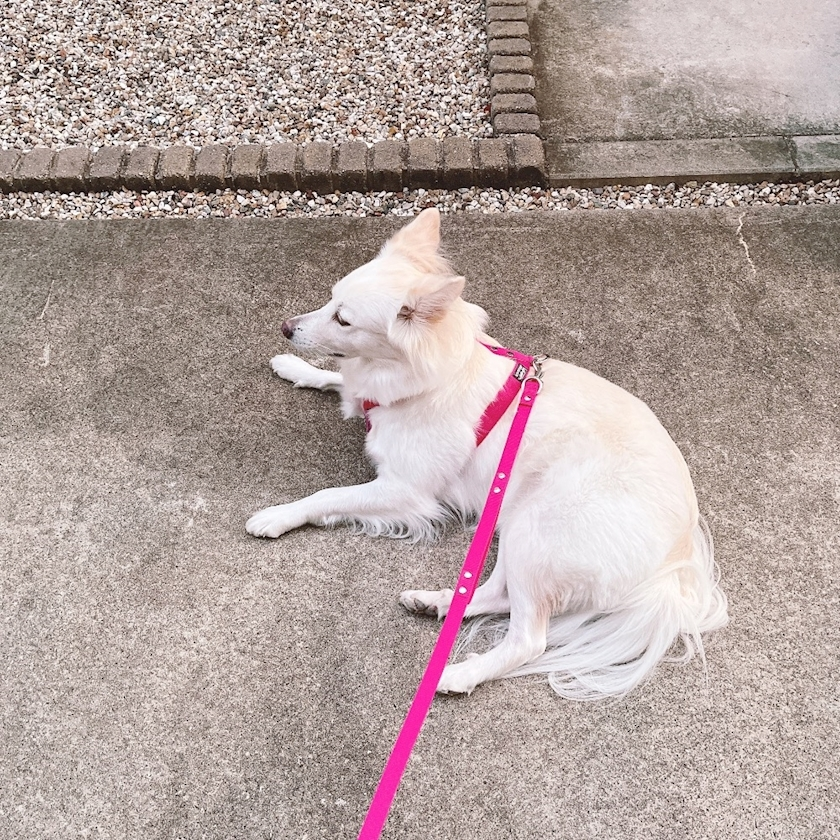 京 さゆみ