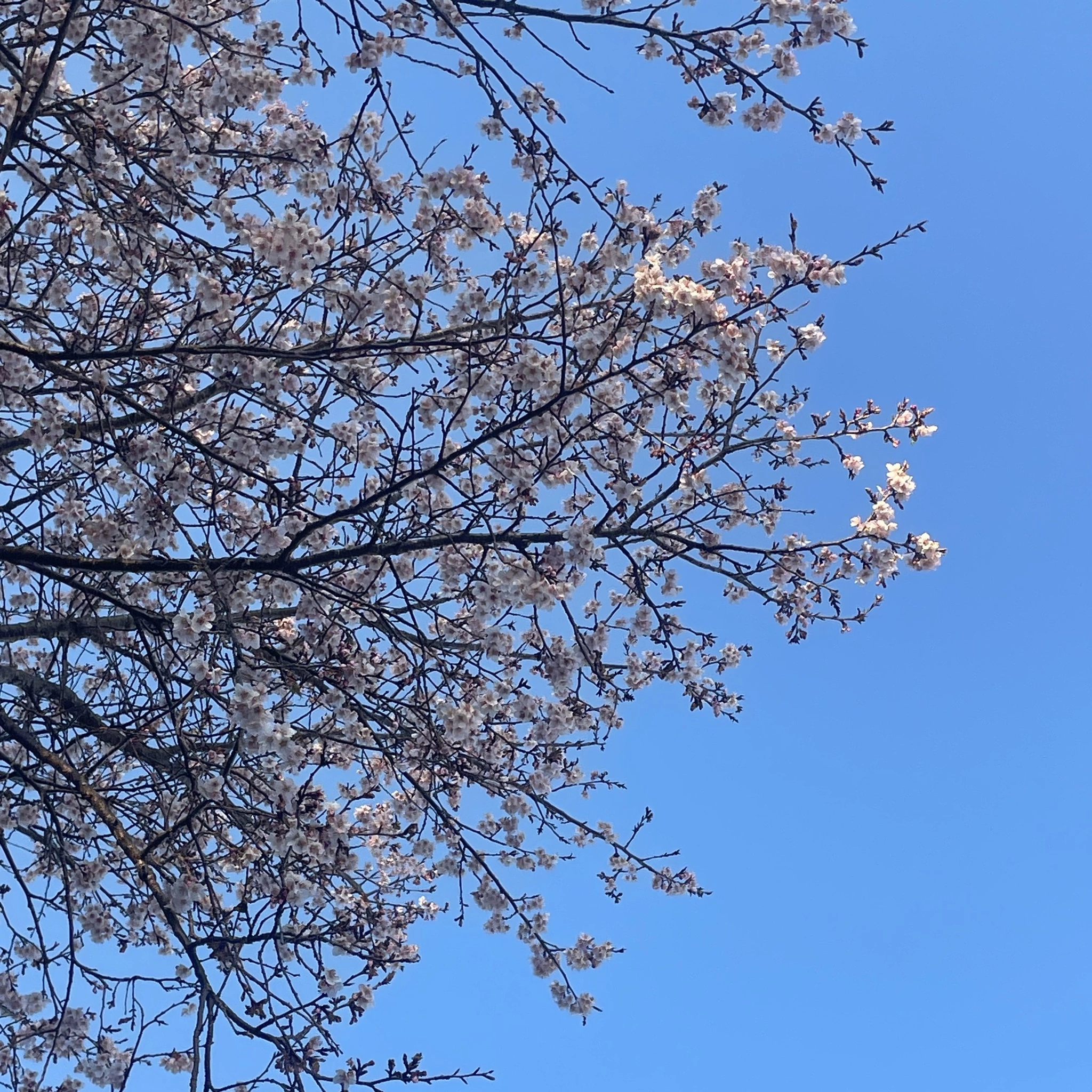 ちゃお