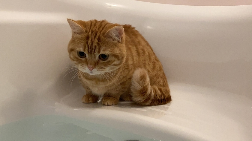 ゆな