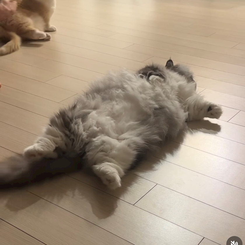 陽向 もみじ
