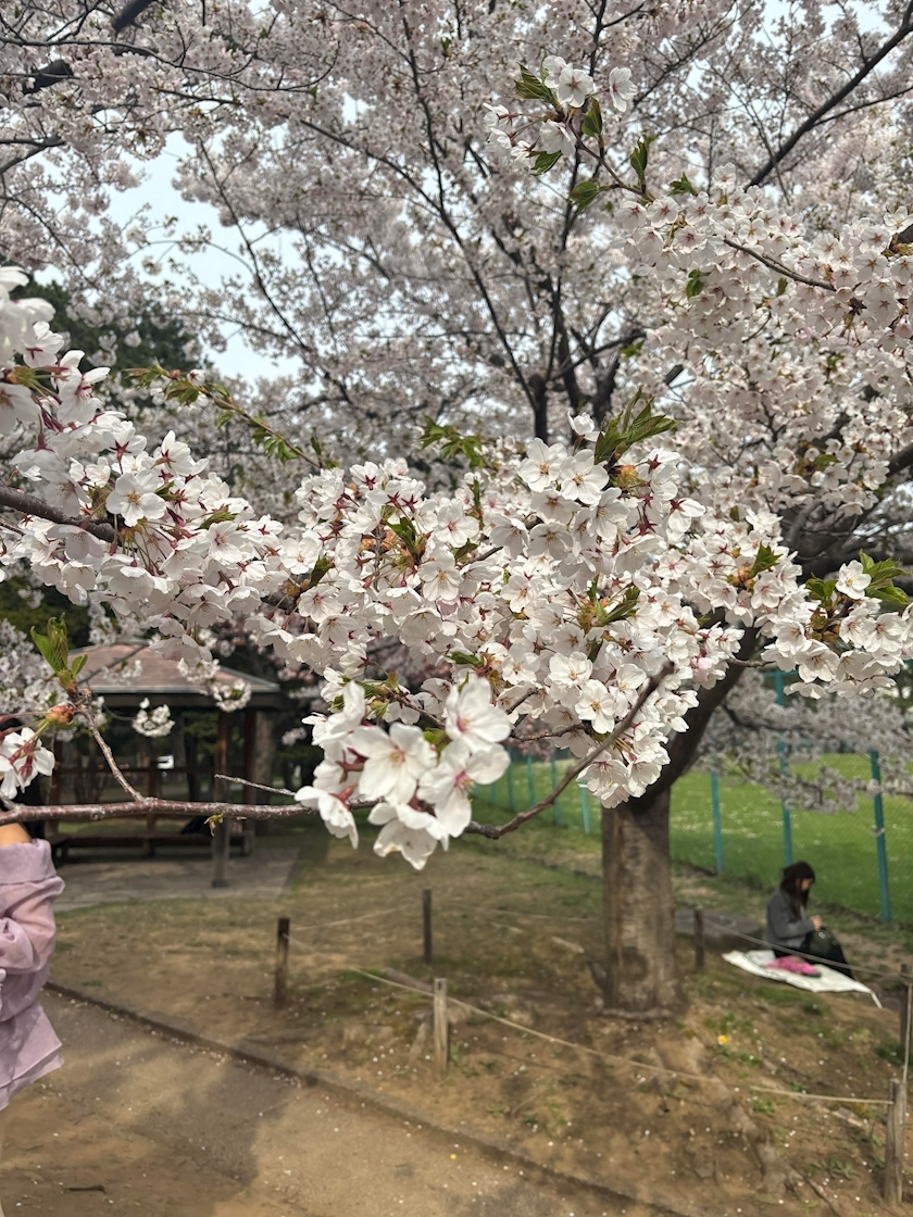 月城 ルル