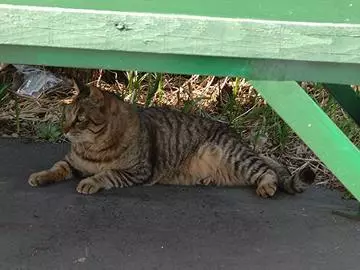 ひな