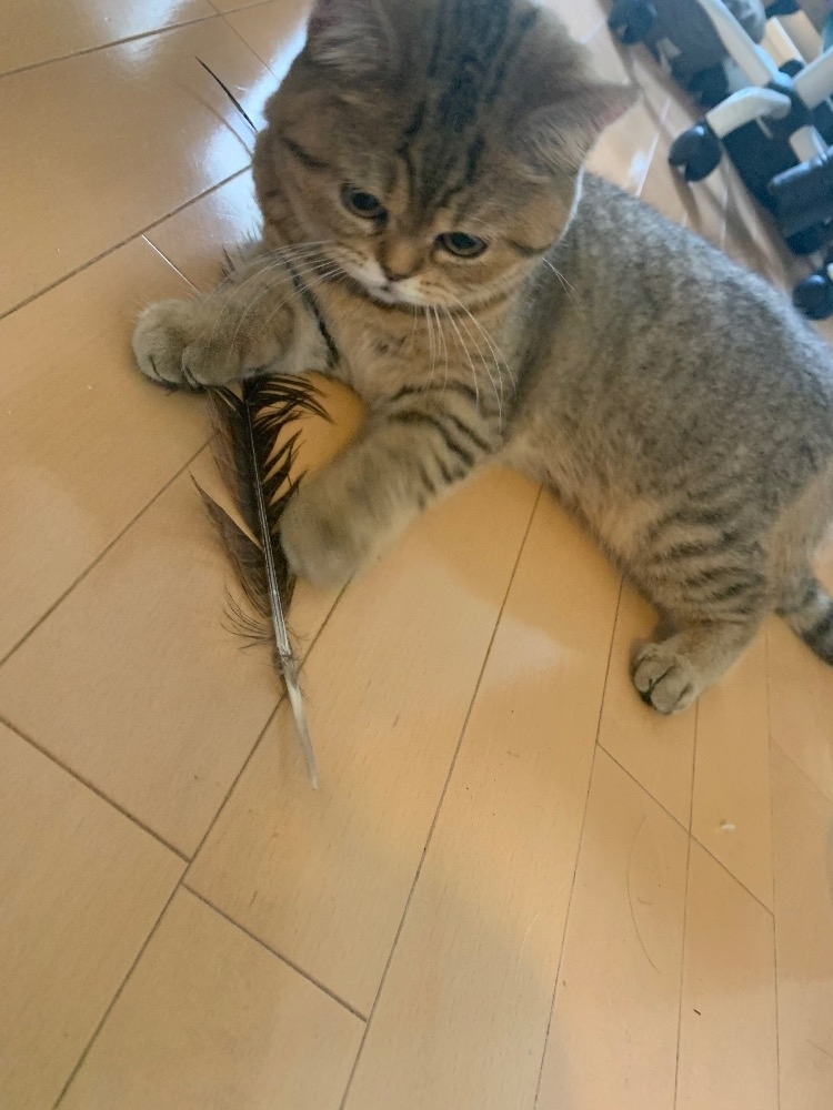 藤花 ゆの