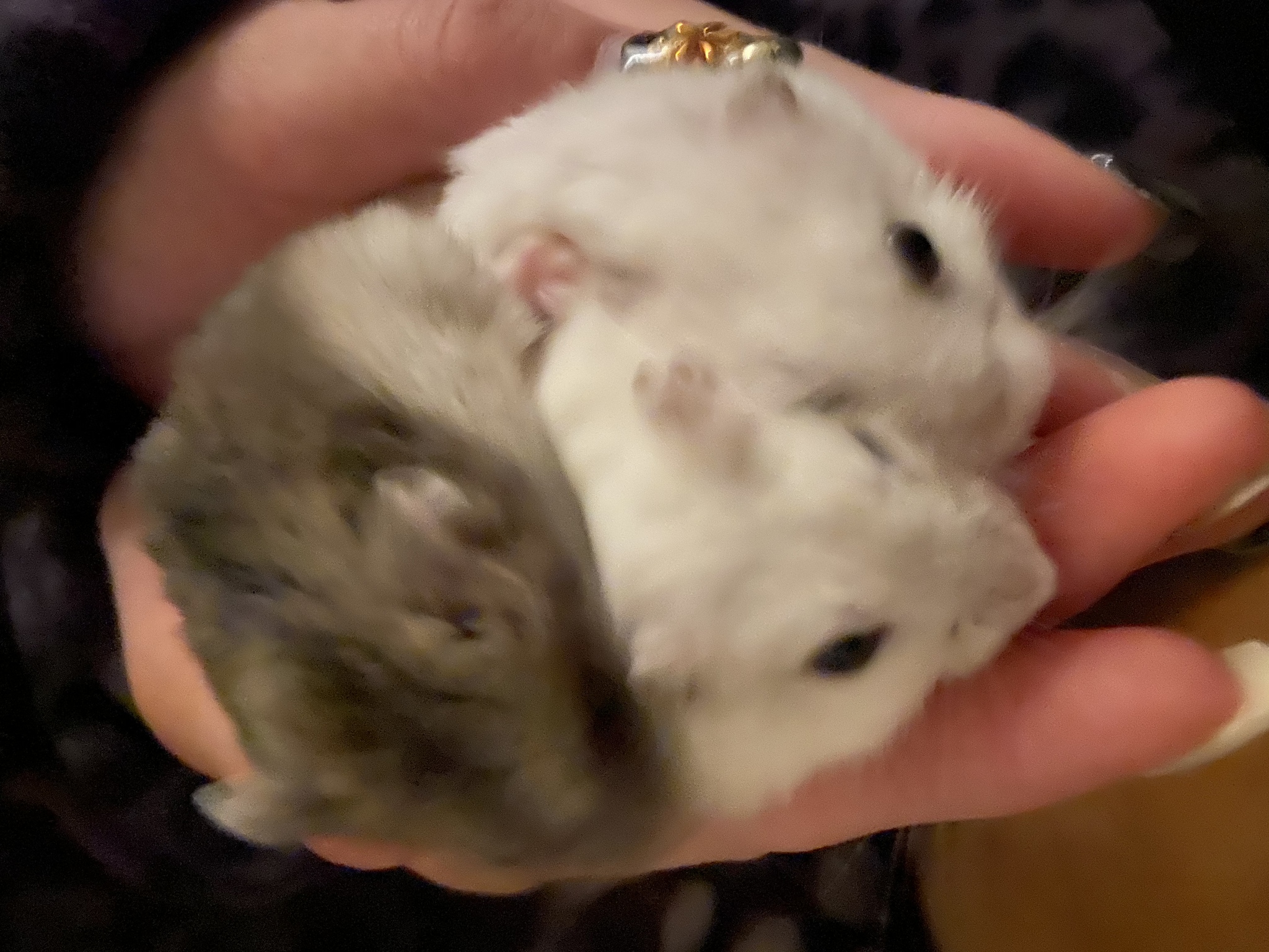 さな