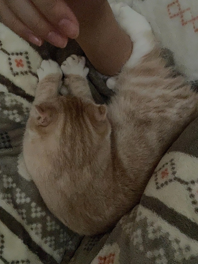 あおい