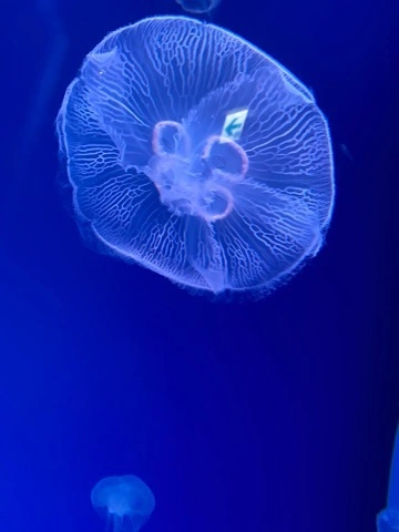 ゆき
