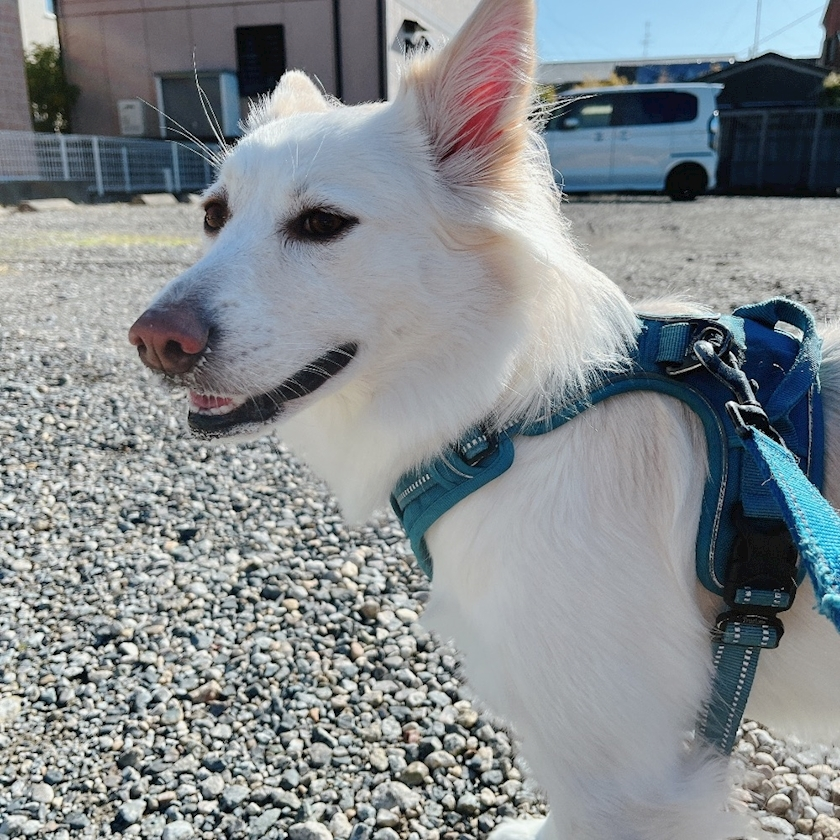 京 さゆみ