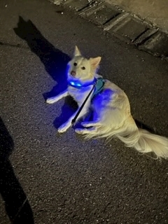 京 さゆみ