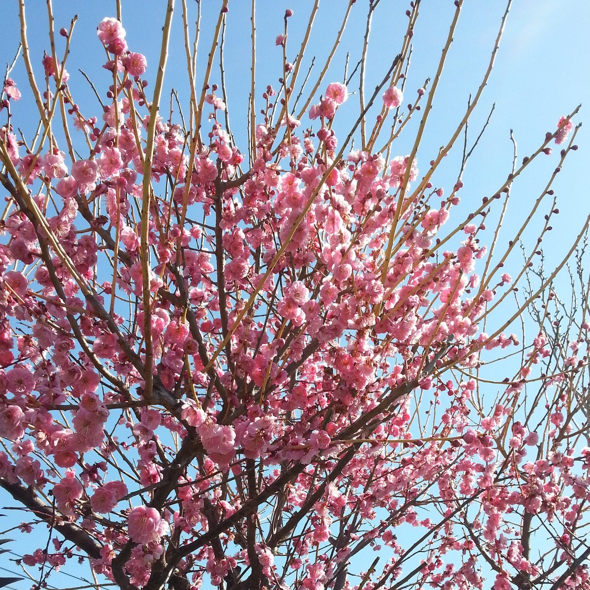 桜咲 飛鳥