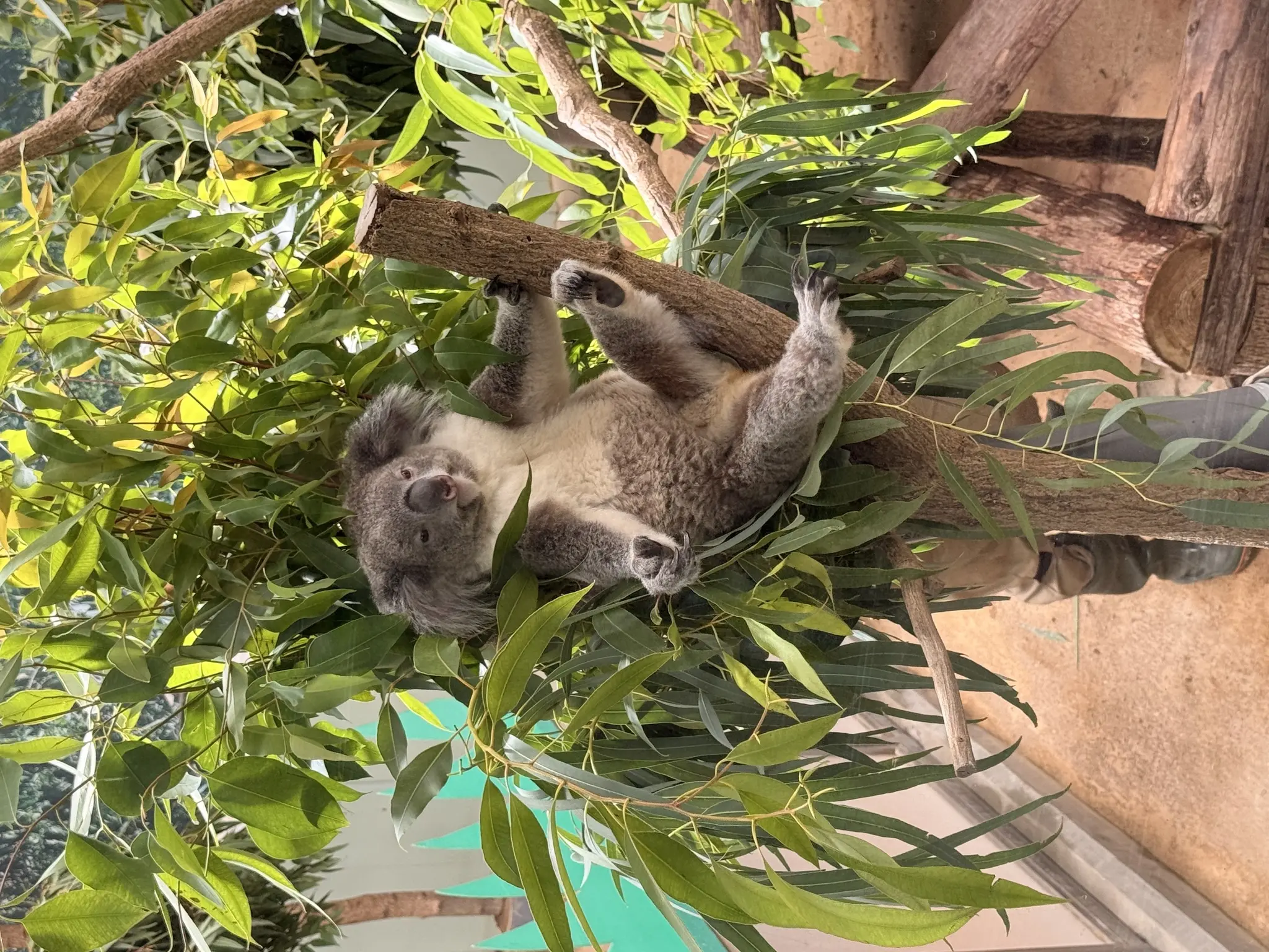 ユメ