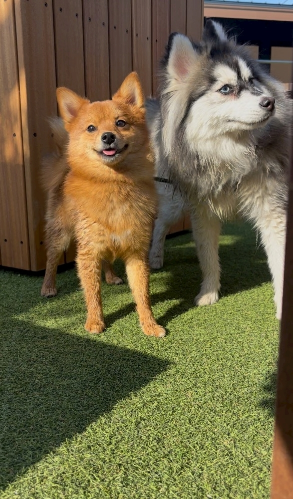 ふうか