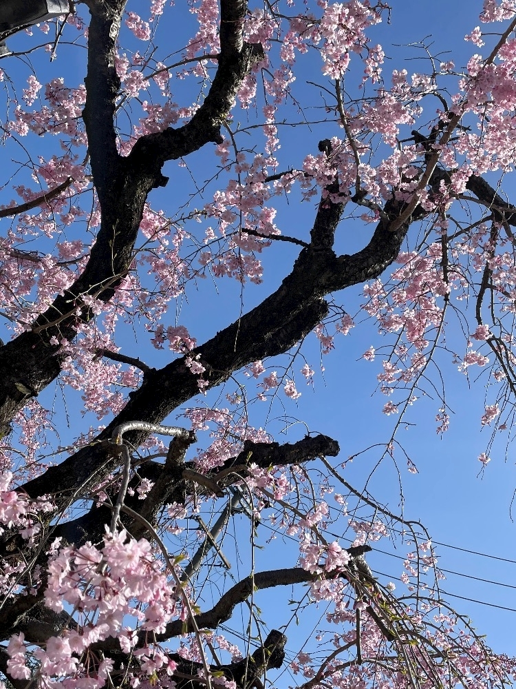 朝倉 しおり