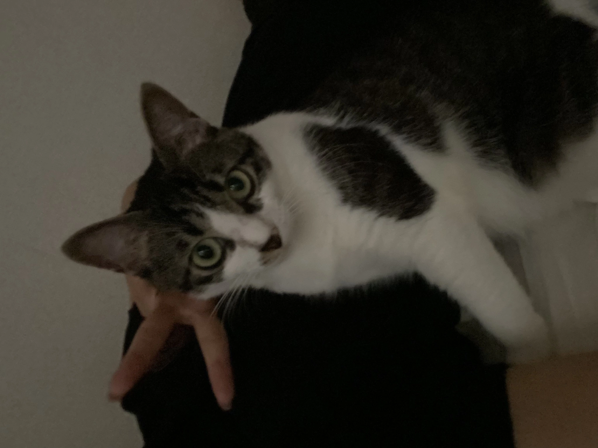 あきら