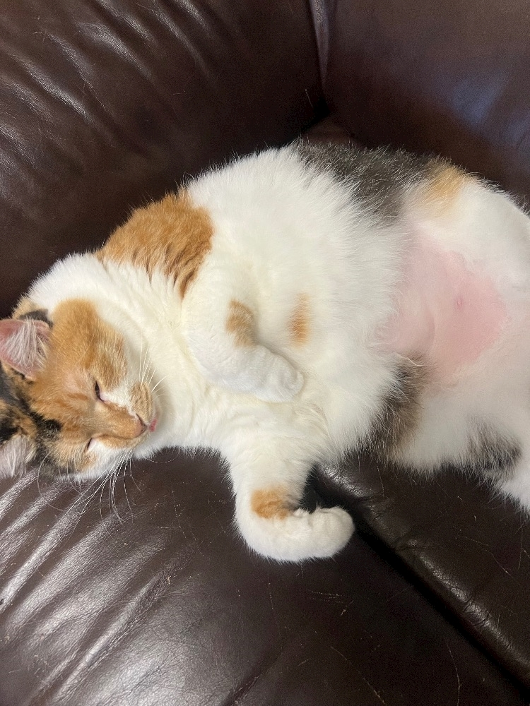 メイ
