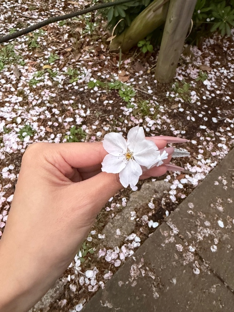 リサ