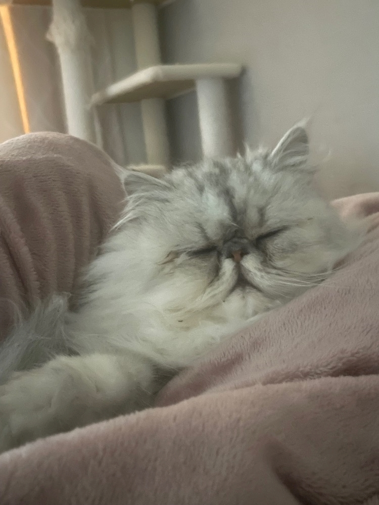 琶月 さな