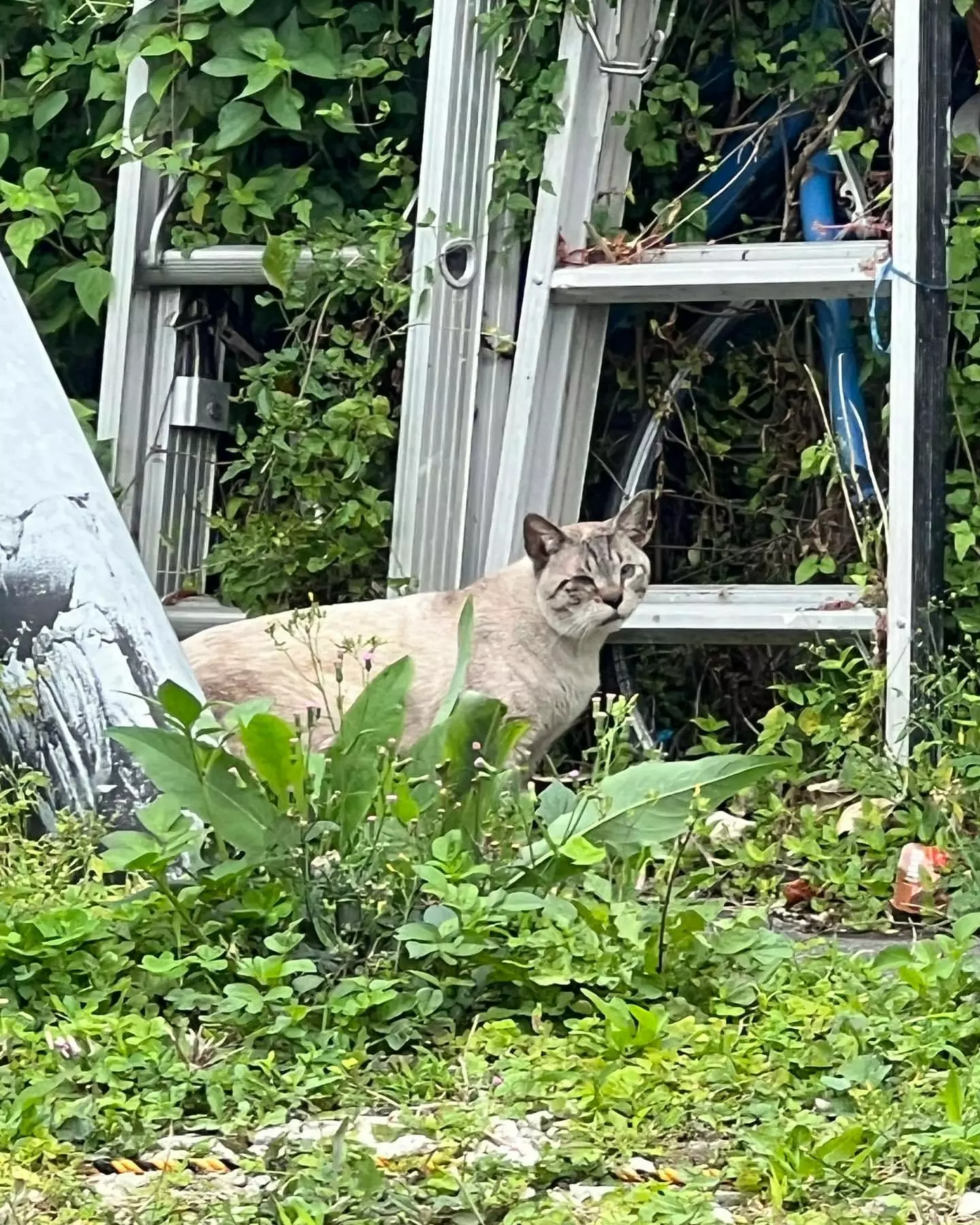 ねね
