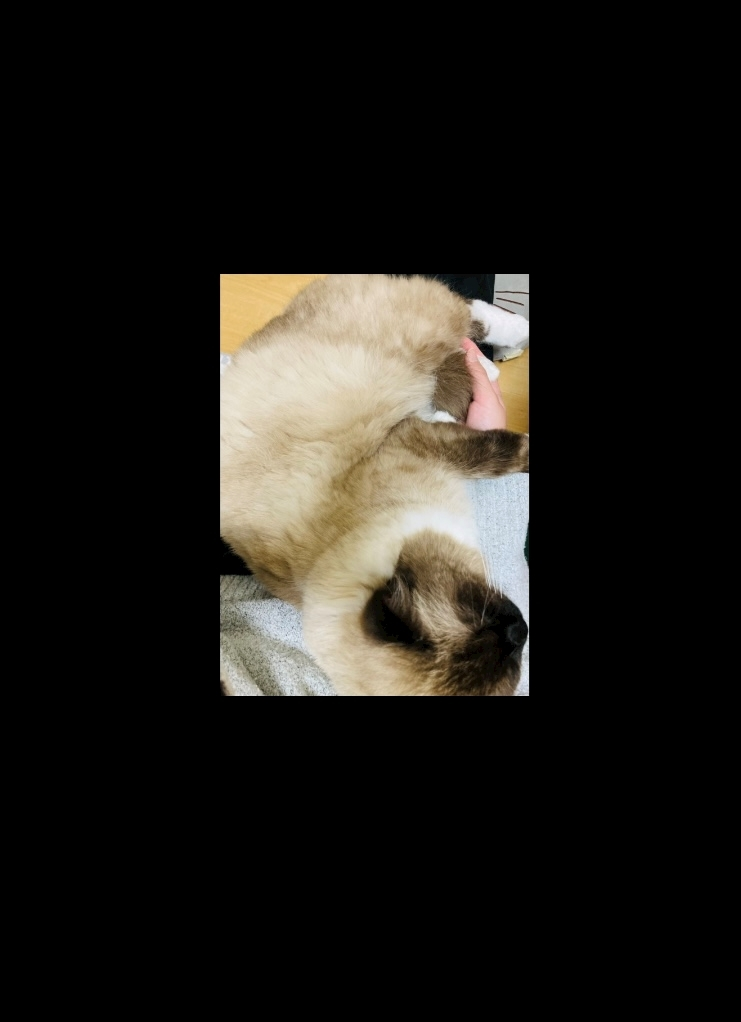 甘眠冠  しの