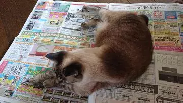 ひな