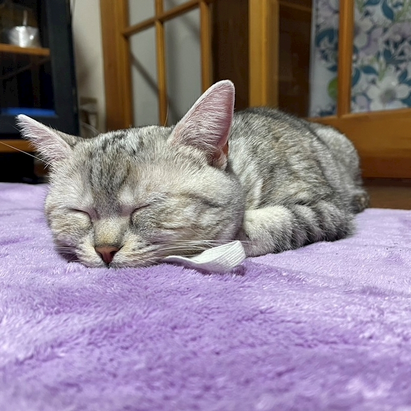 陽向 もみじ