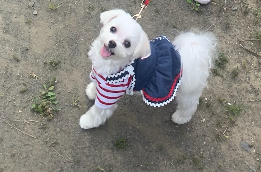 ゆうか