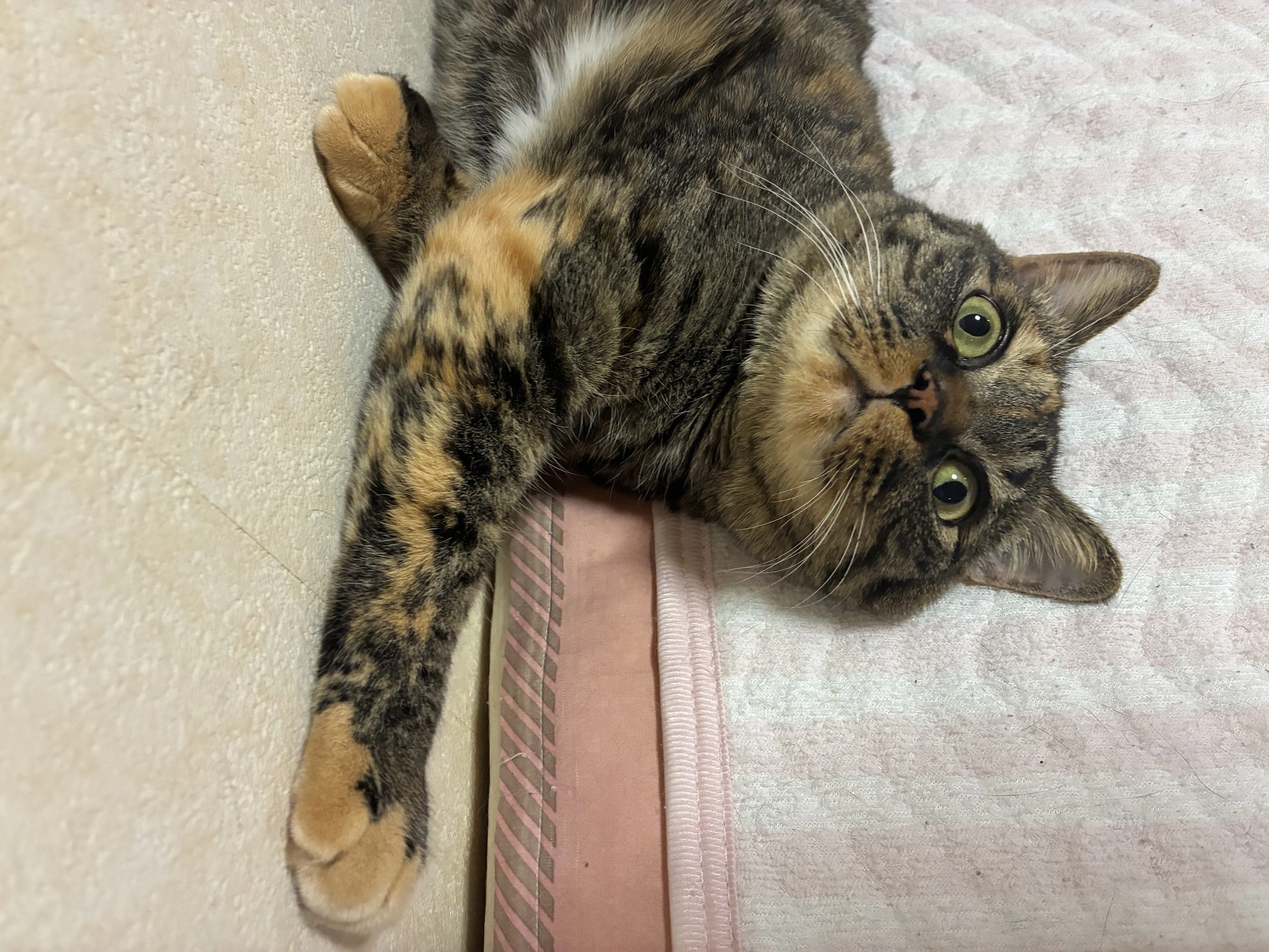 あや