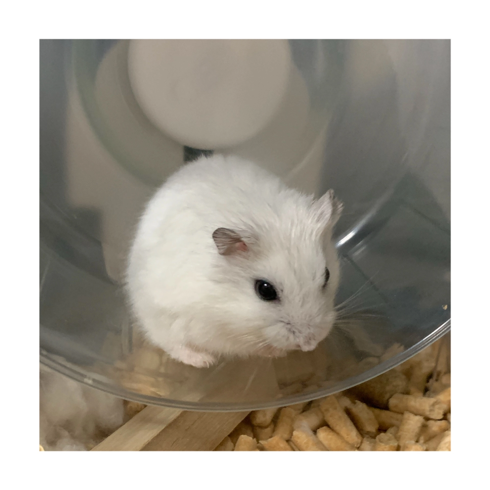 まゆ