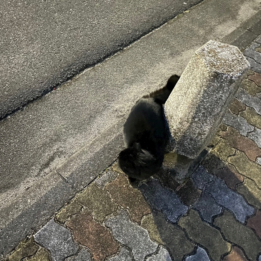 五条 はるな