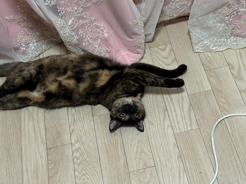 藤花 ゆの