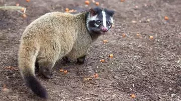 ひな