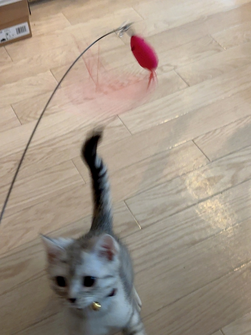 佐倉 里緒