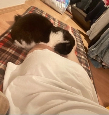 しほ