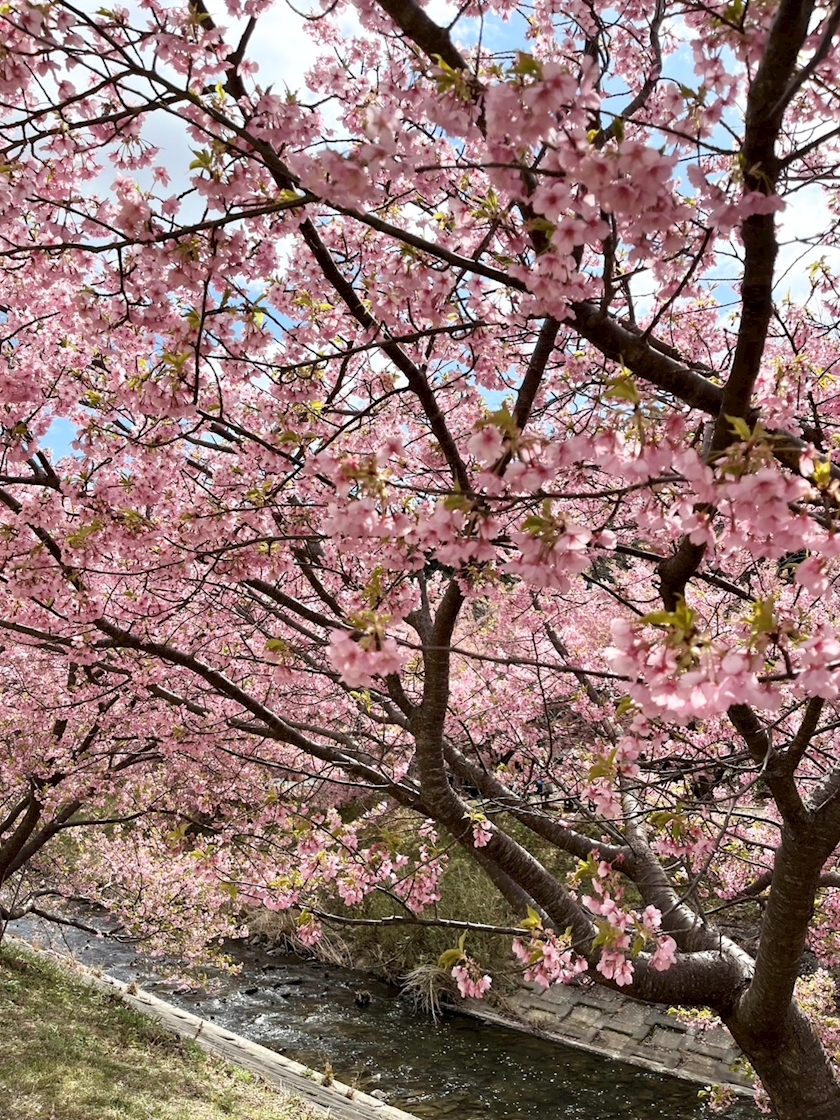 花奈 えり