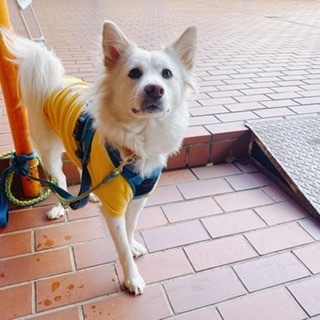 京 さゆみ