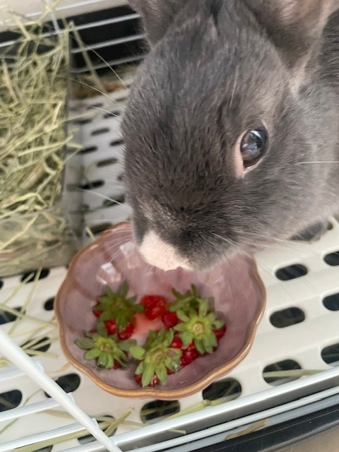 愛川 らん