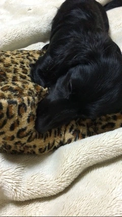 りえ