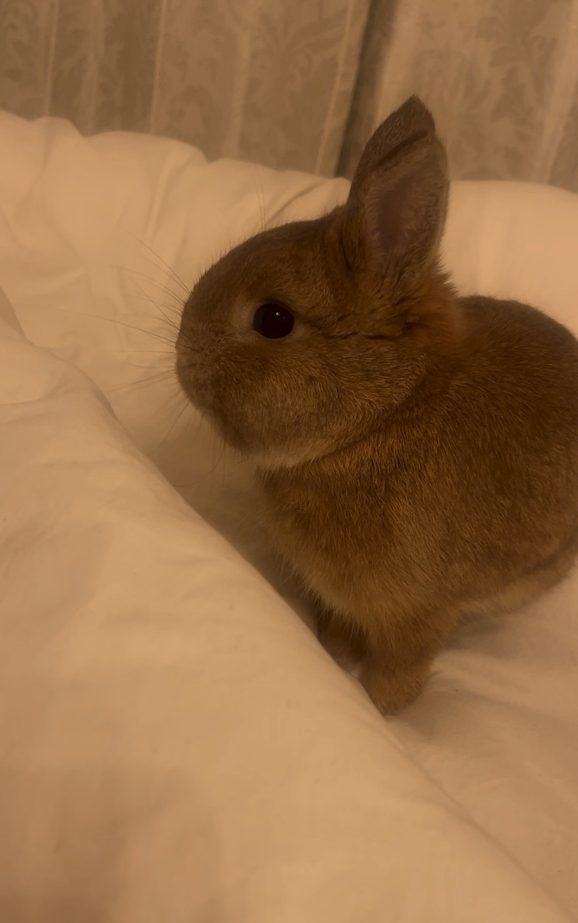セナ