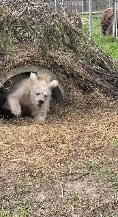 春咲 るい