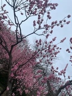 成海 まお
