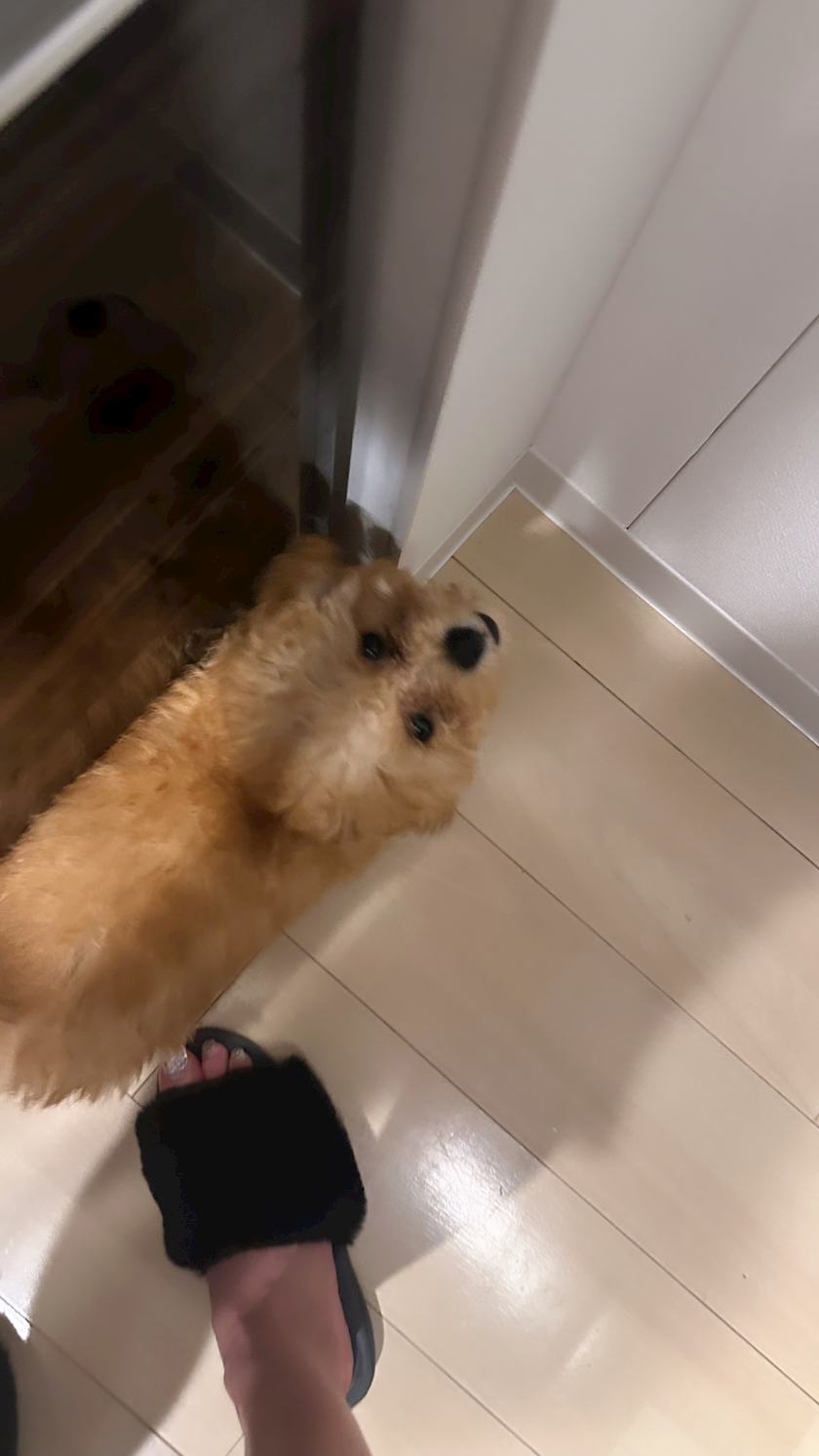 神楽 ゆあ