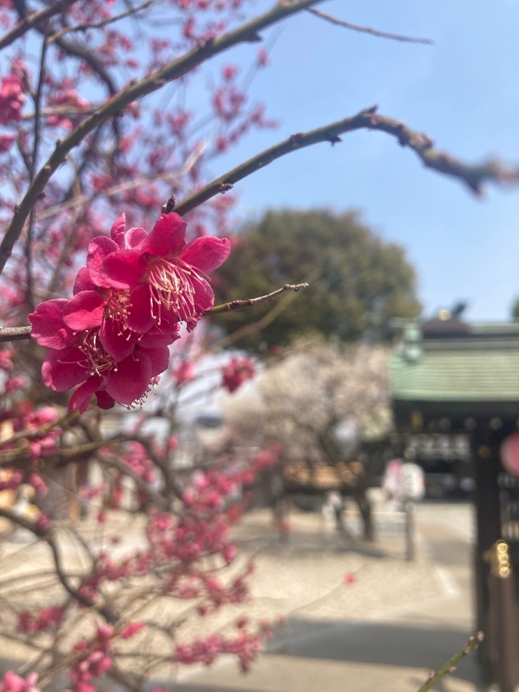 エリカ