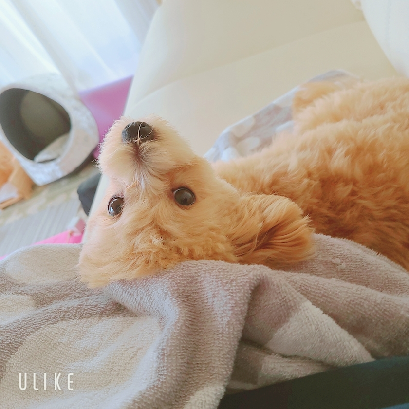 ミカ