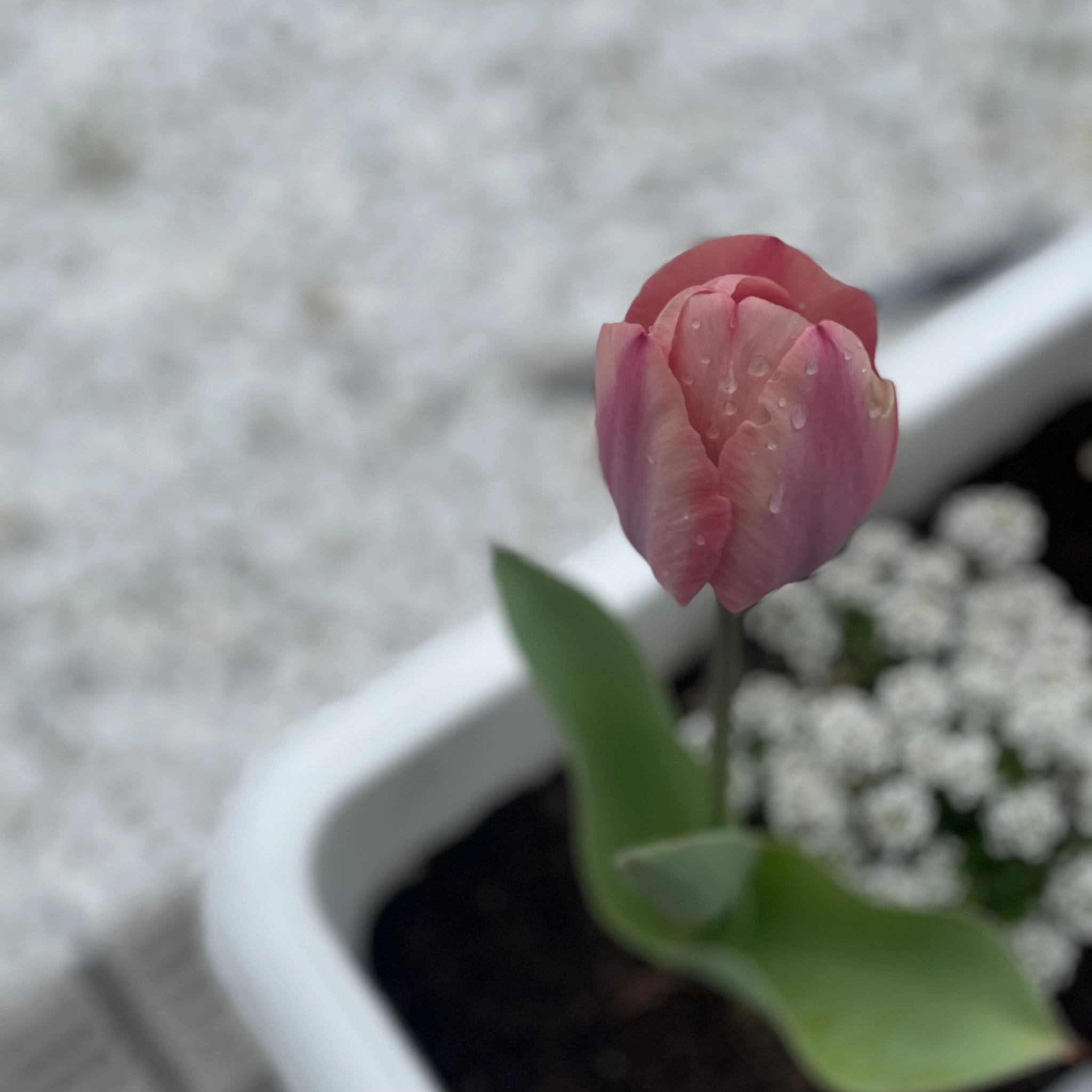 ちゃお