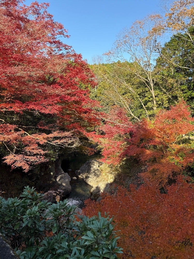 朝倉 しおり