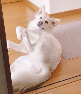 京 さゆみ