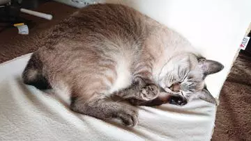 ひな