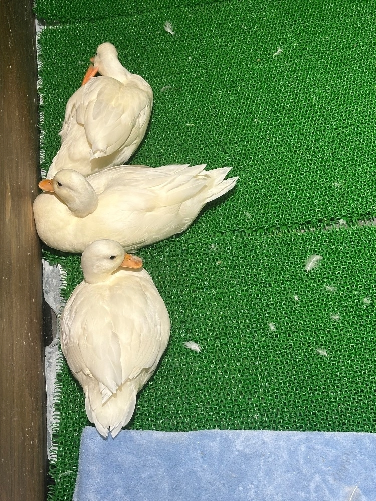 リセ