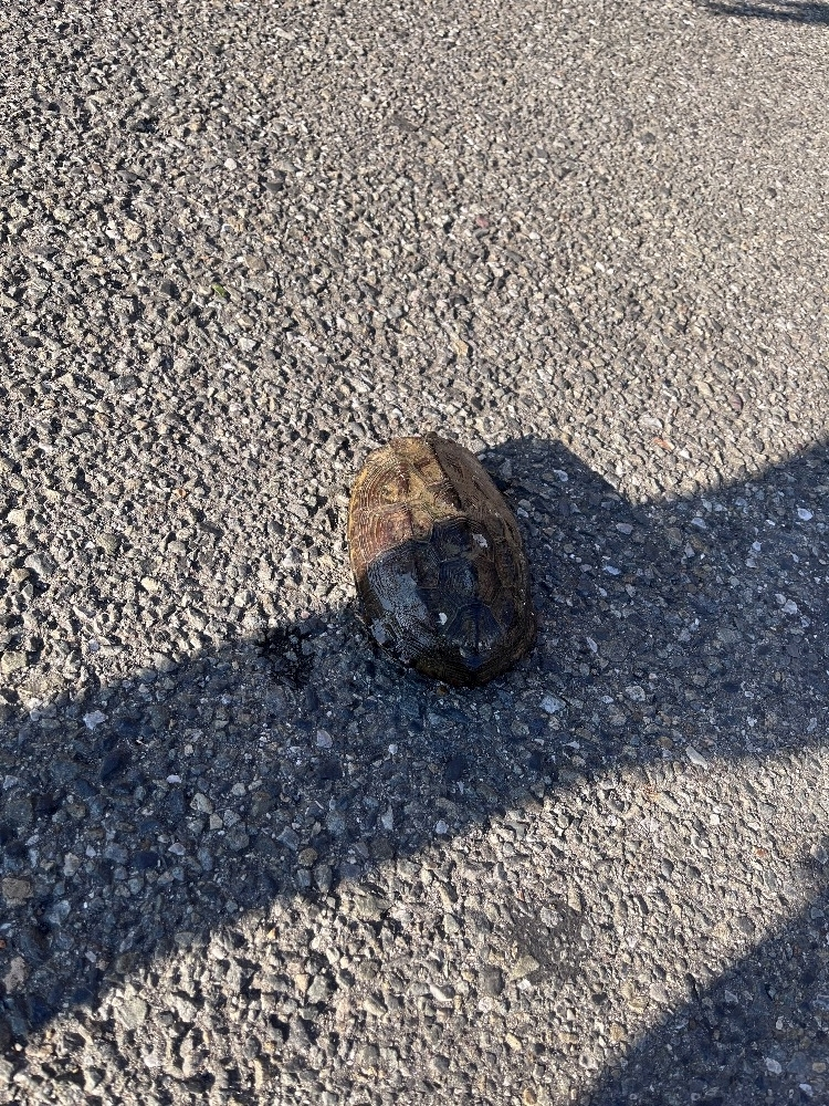 しのあ