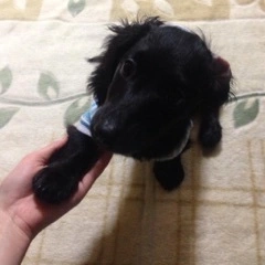 りえ