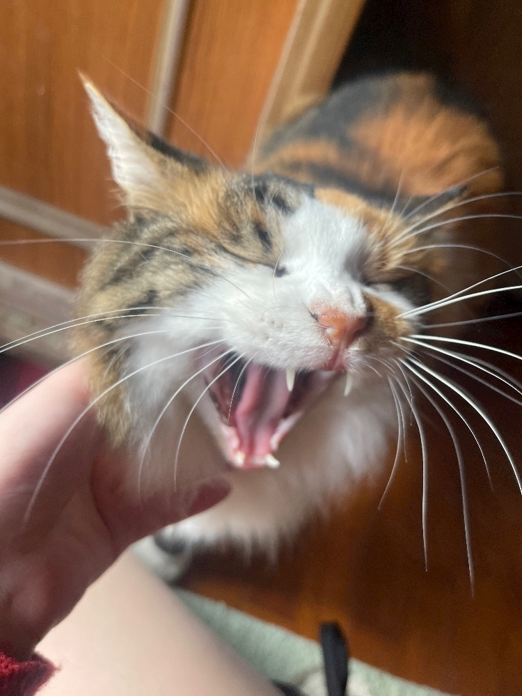 めめ